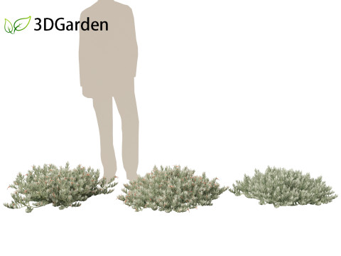 Eremophila glabra Kalbarri carpet - Tar Bush 3Dモデル