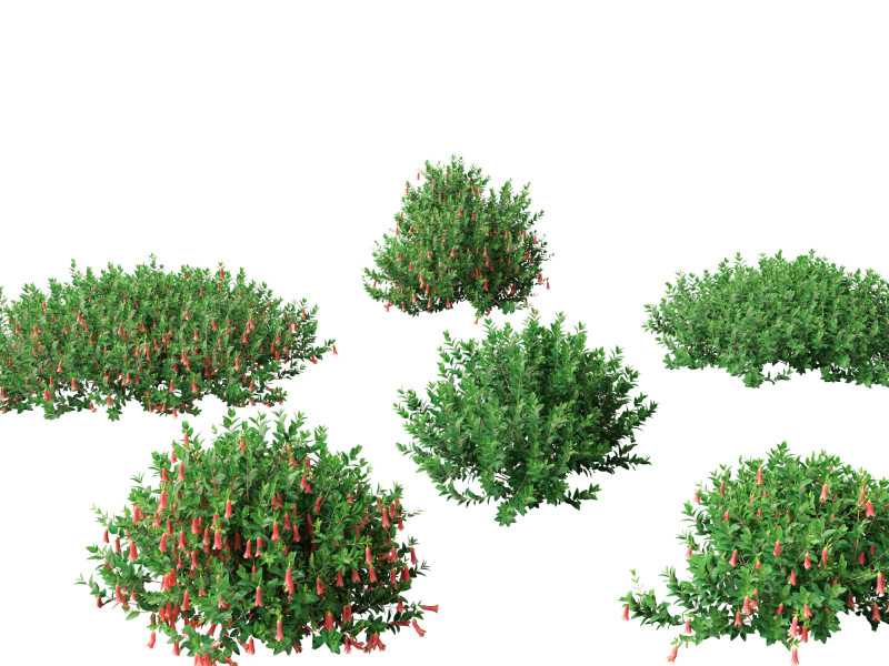 Correa dusky bells - Native Fuchsia 3D Model .c4d .max .obj .3ds .fbx .stl .blend 