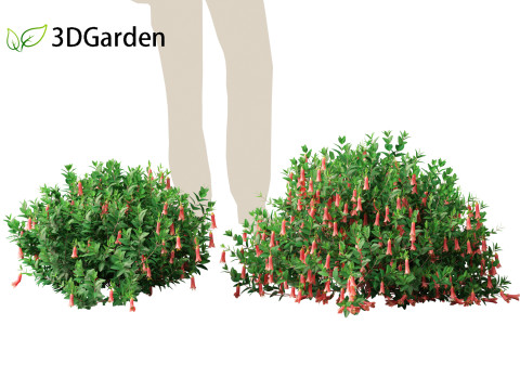 Correa dusky bells - Native Fuchsia 3D Model