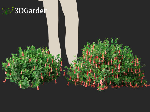 Correa dusky bells - Native Fuchsia 3D Model