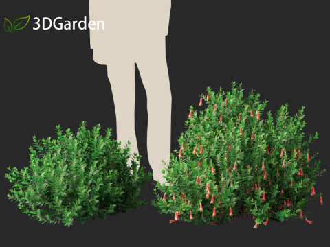 Correa dusky bells - Native Fuchsia 3D Model