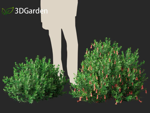 Correa dusky bells - Native Fuchsia 3D Model