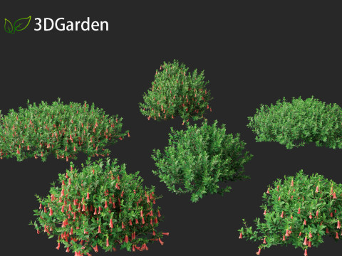 Correa dusky bells - Native Fuchsia 3D Model