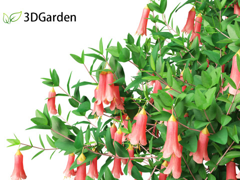 Correa dusky bells - Native Fuchsia 3D Model