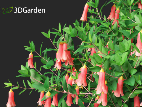Correa dusky bells - Native Fuchsia 3D Model