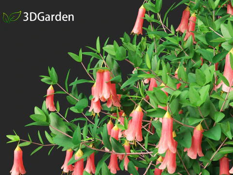 Correa dusky bells - Native Fuchsia 3D Model