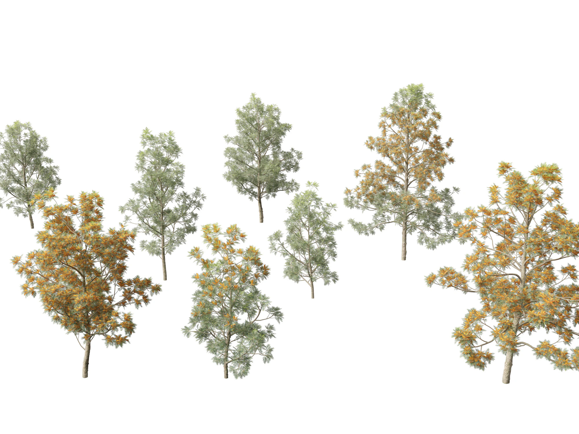 Grevillea Robusta - Pohon ek halus Model 3D .c4d .max .obj .3ds .fbx .stl .blend 