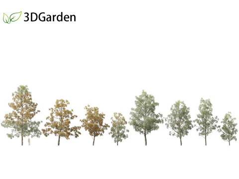Grevillea Robusta - Pohon ek halus Model 3D