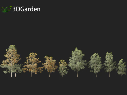 Grevillea Robusta - Pohon ek halus Model 3D