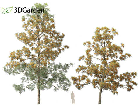 Grevillea Robusta - Pohon ek halus Model 3D
