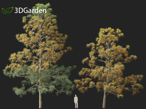 Grevillea Robusta - Pohon ek halus Model 3D