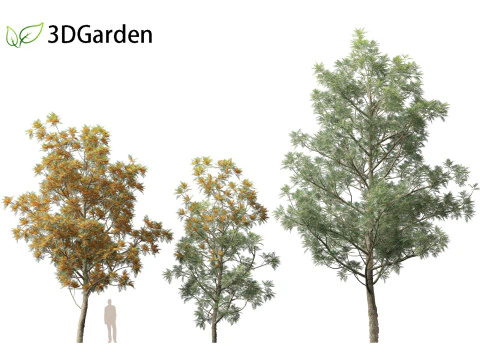 Grevillea Robusta - Pohon ek halus Model 3D