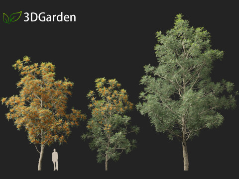 Grevillea robusta - Silky oak 3D Model