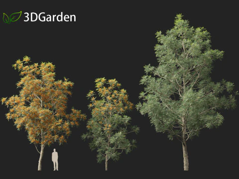 Grevillea Robusta - Pohon ek halus Model 3D