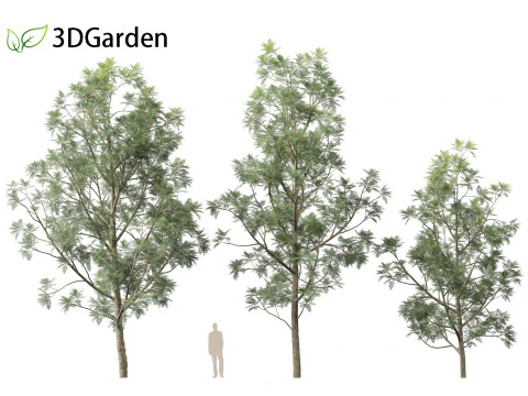 Grevillea Robusta - Pohon ek halus Model 3D