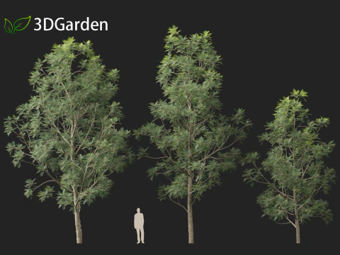 Grevillea Robusta - Pohon ek halus Model 3D