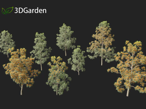 Grevillea Robusta - Pohon ek halus Model 3D