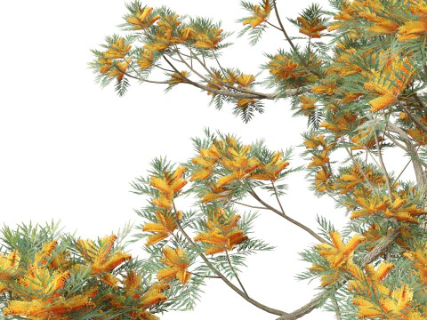Grevillea Robusta - Pohon ek halus Model 3D