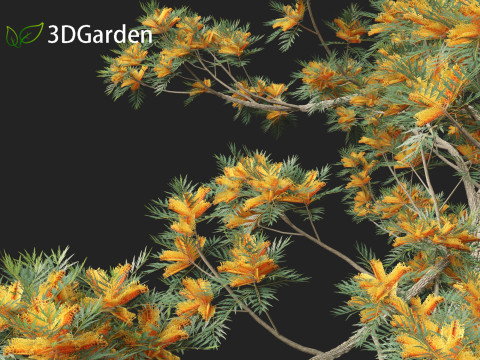 Grevillea robusta - Silky oak 3D Model