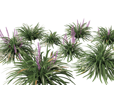 Liriope muscari - blue lily turf 3D Model