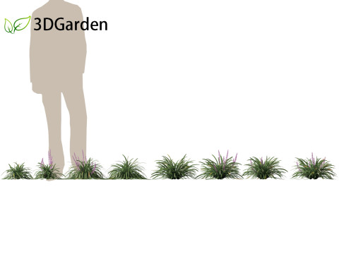 Liriope muscari - blue lily turf Modello 3D