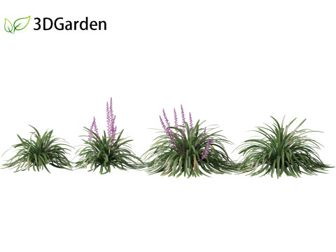 Liriope muscari - blue lily turf Modello 3D