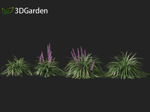 Liriope muscari - blue lily turf Modello 3D