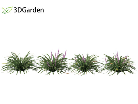 Liriope muscari - blue lily turf Modello 3D