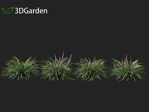 Liriope muscari - blue lily turf Modello 3D