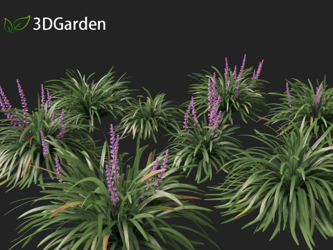 Liriope muscari - blue lily turf Modello 3D