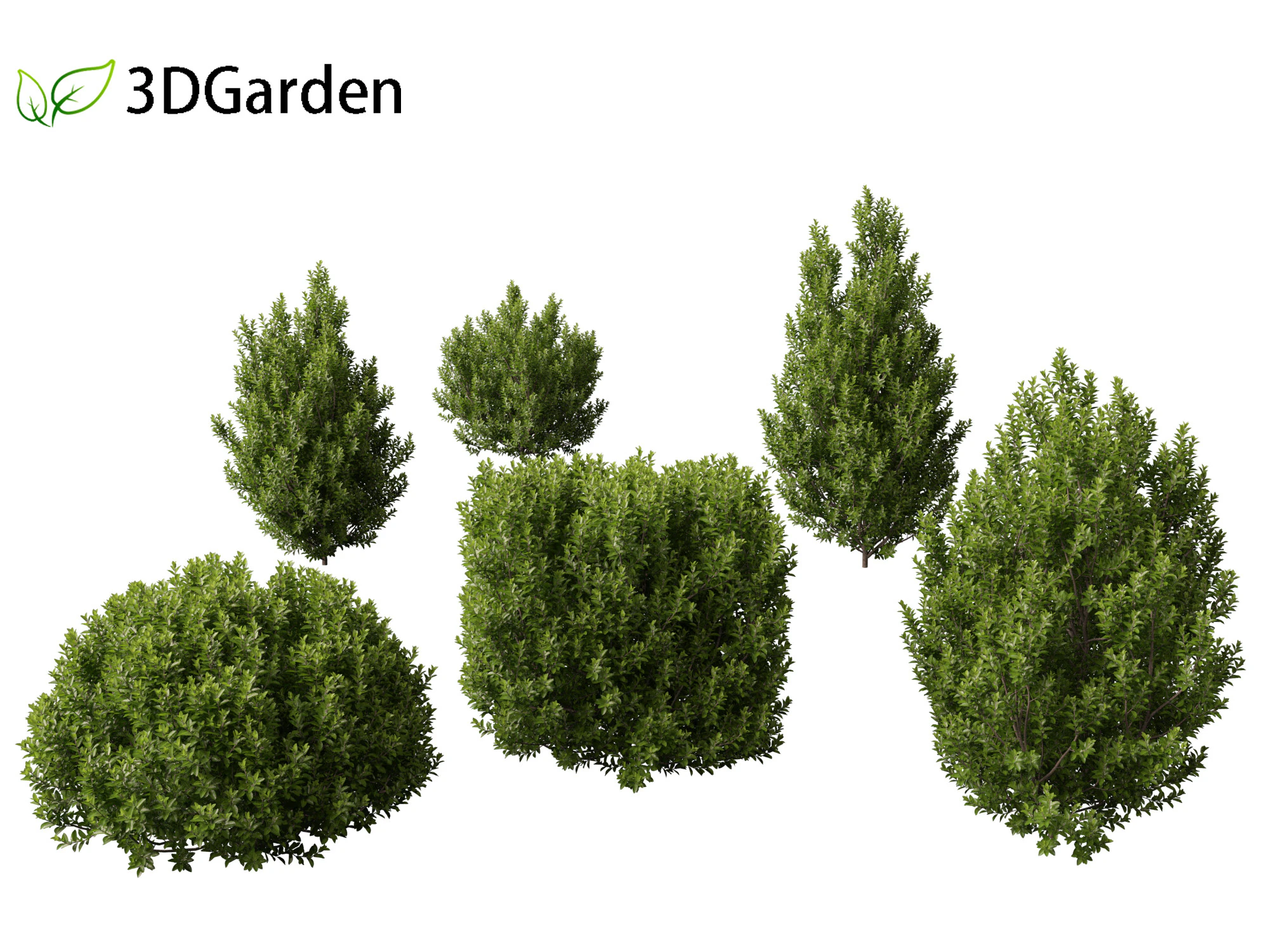 Pittosporum tenuifolium - Tawhiwhi 3D Model .c4d .max .obj .3ds .fbx .stl .blend 