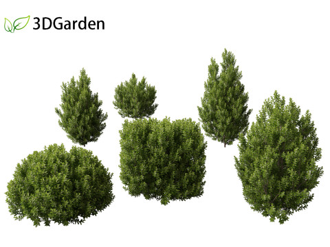 Pittosporum tenuifolium - Tawhiwhi 3D Model