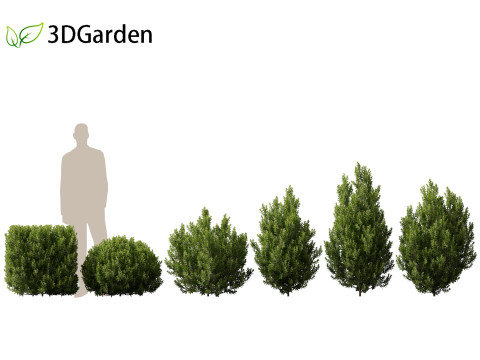 Pittosporum tenuifolium - Tawhiwhi 3D Model