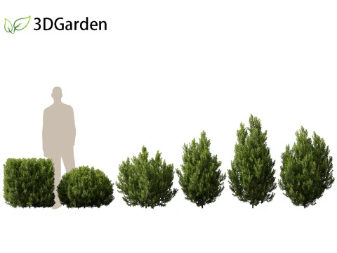 Pittosporum tenuifolium - Tawhiwhi 3D Model