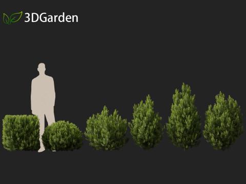 Pittosporum tenuifolium - Tawhiwhi 3D Model