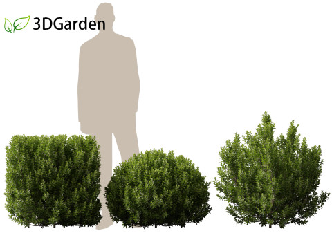 Pittosporum tenuifolium - Tawhiwhi 3D Model