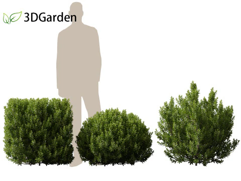Pittosporum tenuifolium - Tawhiwhi 3D Model