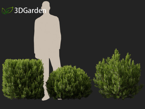 Pittosporum tenuifolium - Tawhiwhi 3D Model