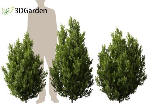 Pittosporum tenuifolium - Tawhiwhi 3D Model
