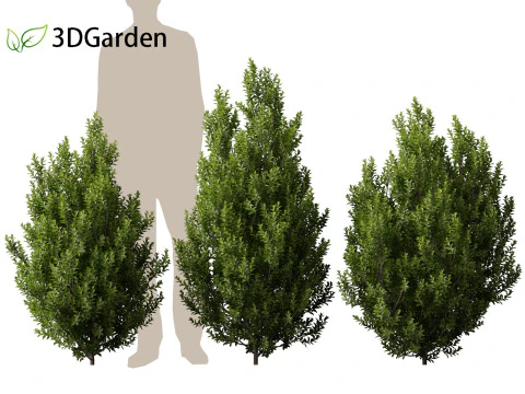Pittosporum tenuifolium - Tawhiwhi 3D Model