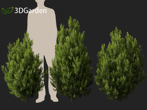 Pittosporum tenuifolium - Tawhiwhi 3D Model
