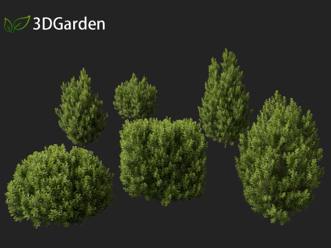 Pittosporum tenuifolium - Tawhiwhi 3D Model