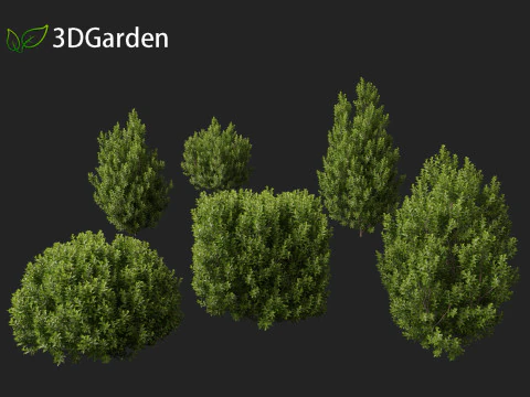 Pittosporum tenuifolium - Tawhiwhi 3D Model