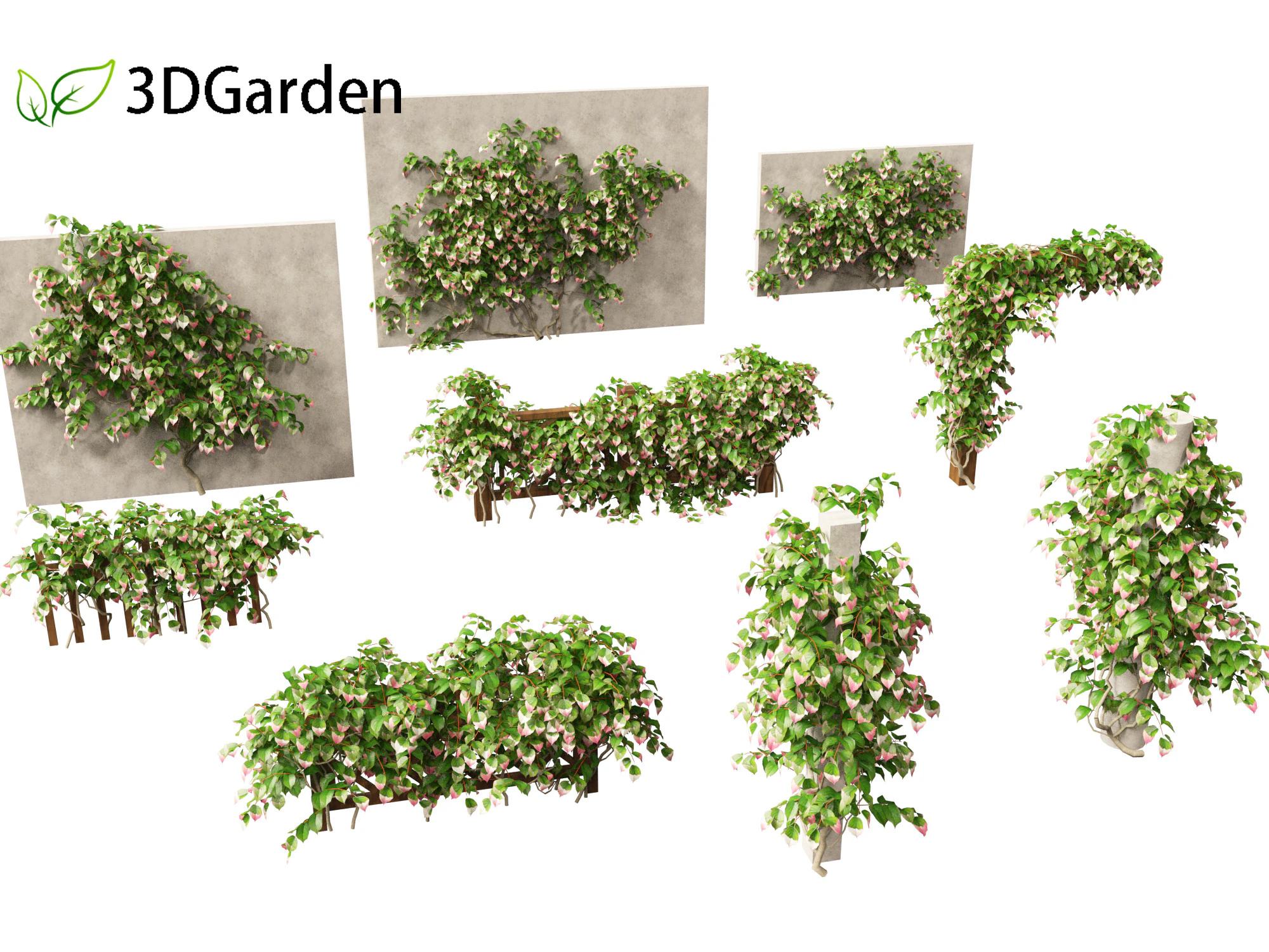 Actinidia kolomikta - Artic Kiwi 3D Model .c4d .max .obj .3ds .fbx .stl .blend 