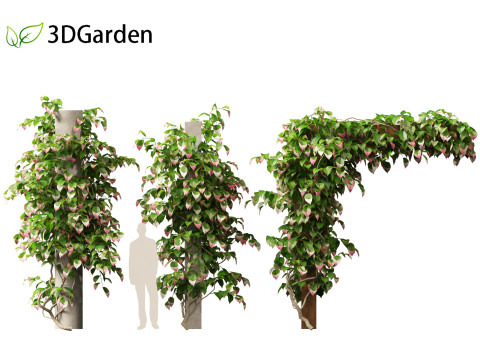 Actinidia kolomikta - Artic Kiwi 3D Model