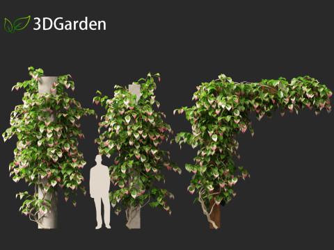 Actinidia kolomikta - Artic Kiwi 3D Model