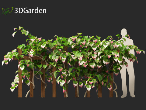 Actinidia kolomikta - Artic Kiwi 3D Model
