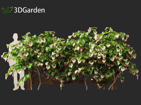 Actinidia kolomikta - Artic Kiwi 3D Model
