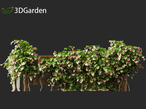 Actinidia kolomikta - Artic Kiwi 3D Model