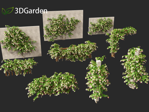 Actinidia kolomikta - Artic Kiwi 3D Model